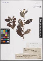Foto von Salix cinerea L.